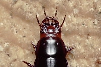 carabus violaceus 8-2014 29-8